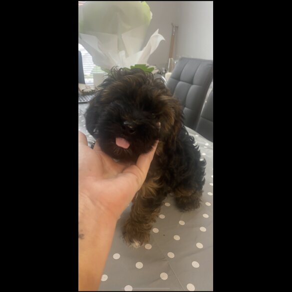 Yorkiepoo - Both