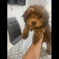 Yorkiepoo - Both