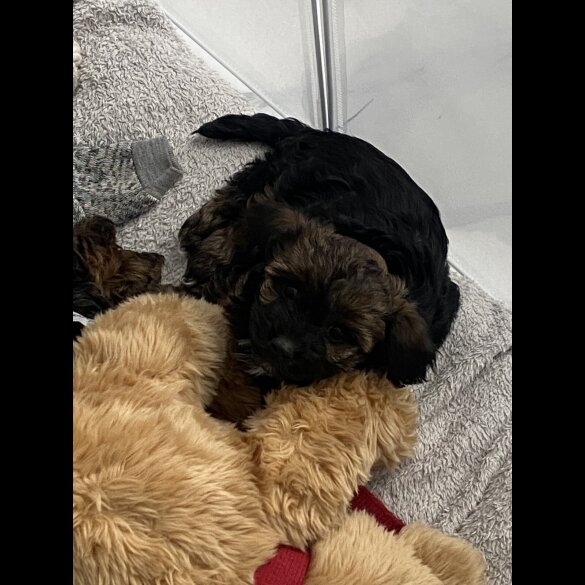 Yorkiepoo - Both