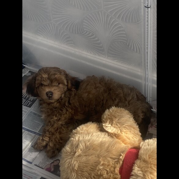 Yorkiepoo - Both