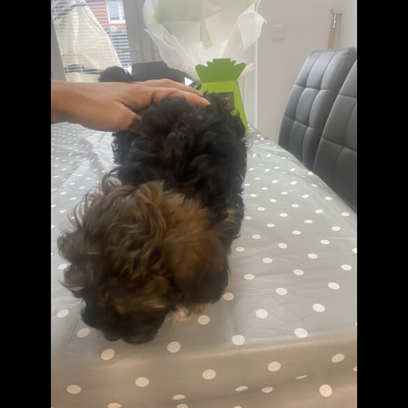 Yorkiepoo - Both