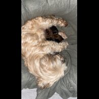 Yorkiepoo - Both