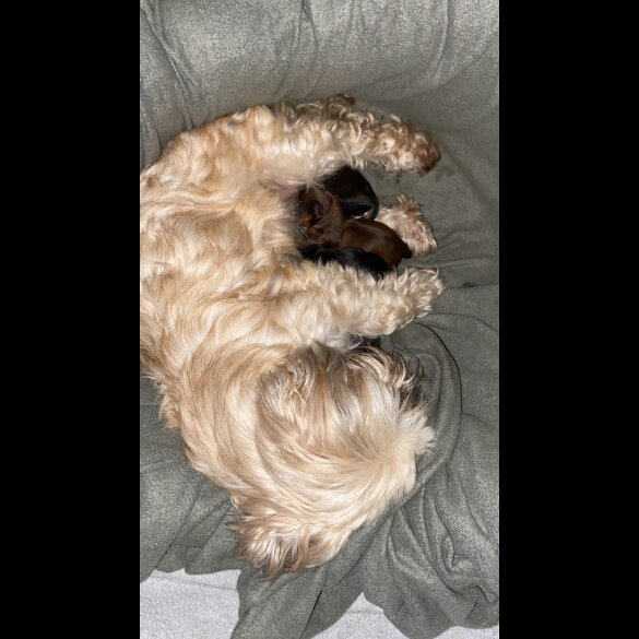 Yorkiepoo - Both