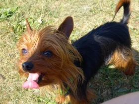 Yorkshire Terrier