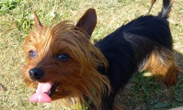 Yorkshire Terrier