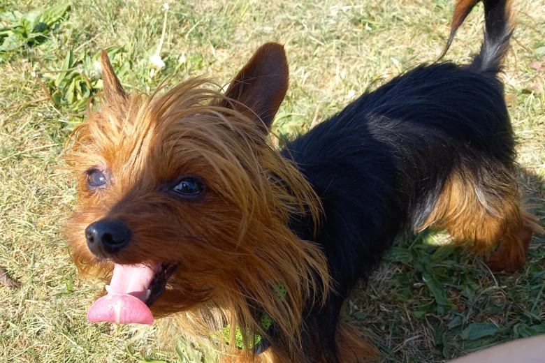 Yorkshire Terrier