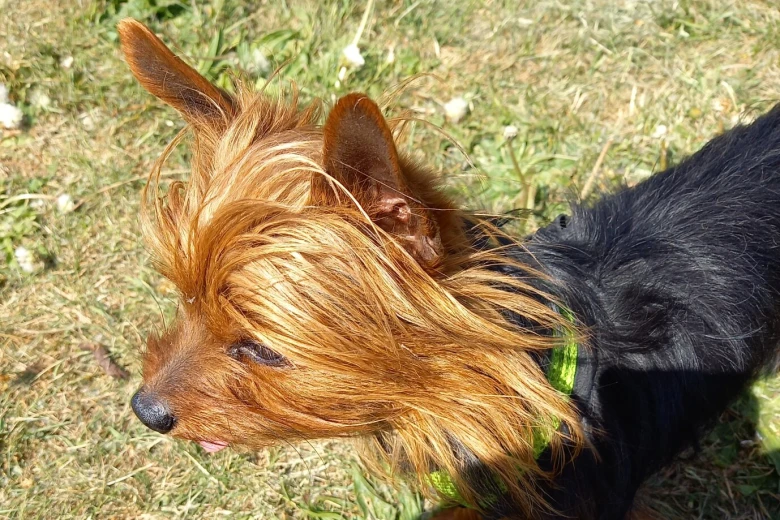 Yorkshire Terrier