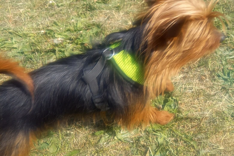 Yorkshire Terrier