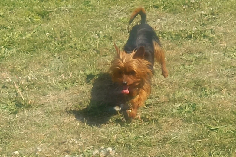 Yorkshire Terrier