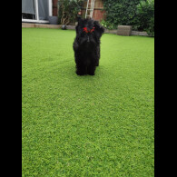 Yorkshire Terrier - Both