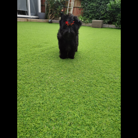 Yorkshire Terrier - Both
