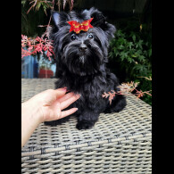 Yorkshire Terrier - Both