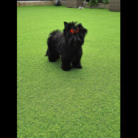 Yorkshire Terrier - Both