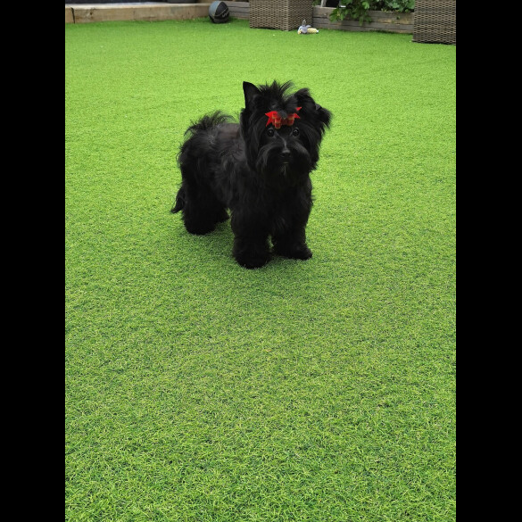 Yorkshire Terrier - Both