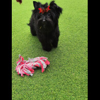 Yorkshire Terrier - Both