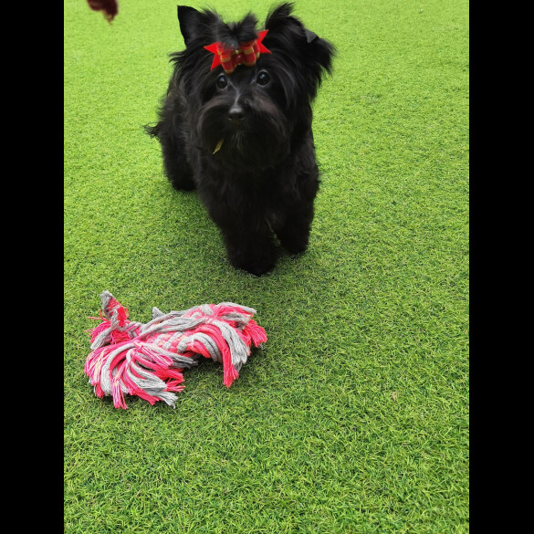 Yorkshire Terrier - Both
