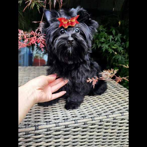 Yorkshire Terrier - Both