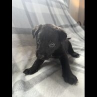 Mixed Breed - Both