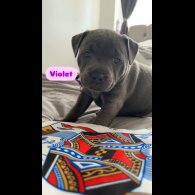 Staffordshire Bull Terrier - Bitches