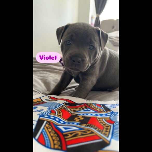 Staffordshire Bull Terrier - Bitches