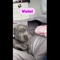 Staffordshire Bull Terrier - Bitches