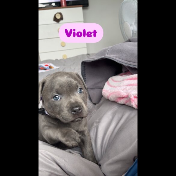 Staffordshire Bull Terrier - Bitches