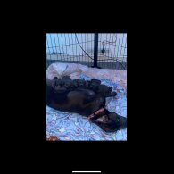 Staffordshire Bull Terrier - Bitches