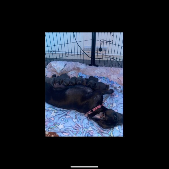 Staffordshire Bull Terrier - Bitches