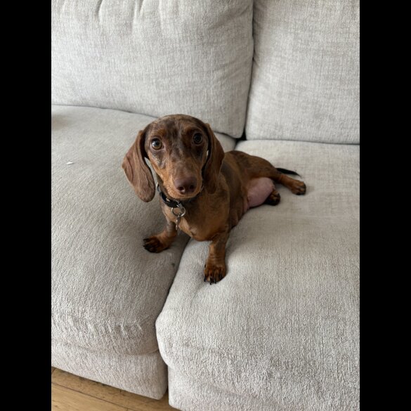 Dachshund (Standard &amp; Miniature) - Dogs