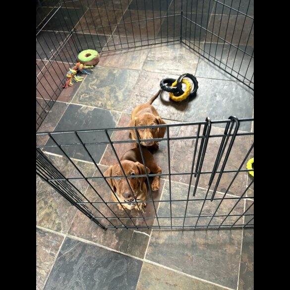 Dachshund (Standard &amp; Miniature) - Dogs