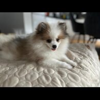 Pomeranian - Both