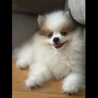 Pomeranian - Both