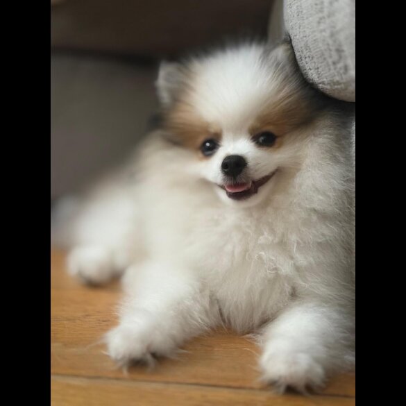 Pomeranian - Both