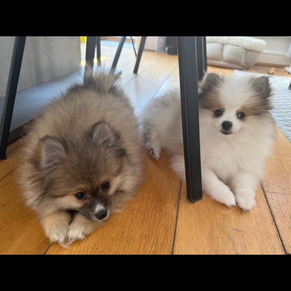 Pomeranian - Both