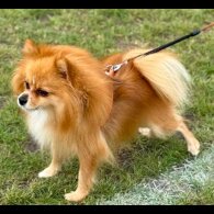 Pomeranian - Both