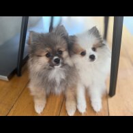 Pomeranian - Both