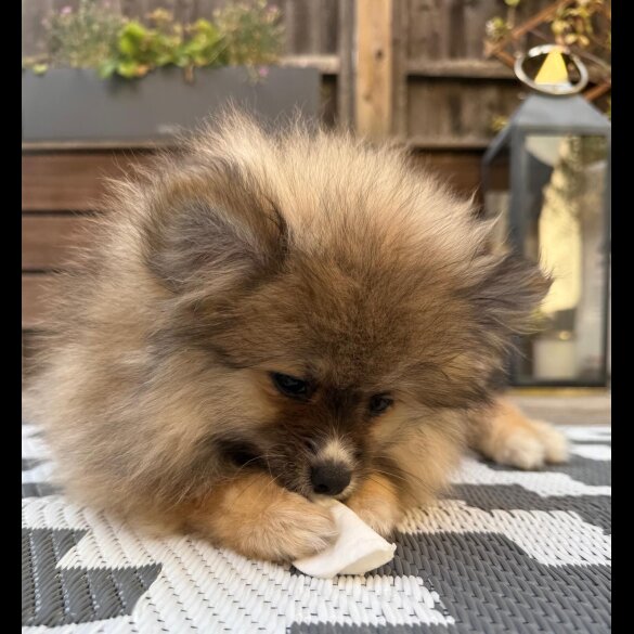 Pomeranian - Both