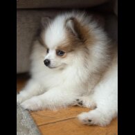 Pomeranian - Both