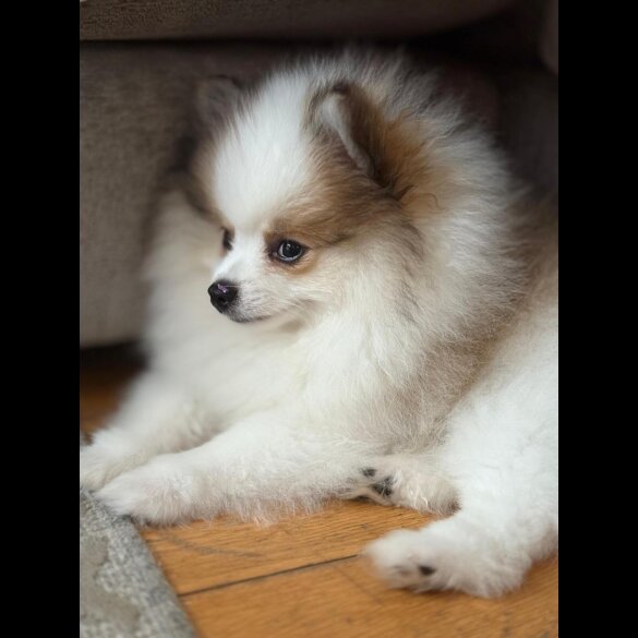 Pomeranian - Both