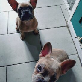 French Bulldog - Bitches