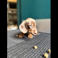Dachshund (Standard &amp; Miniature) - Both