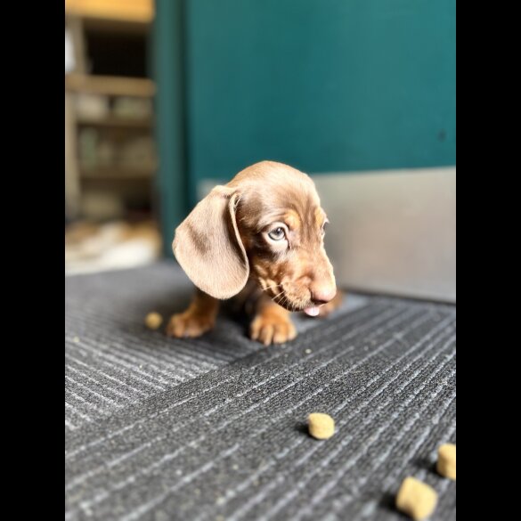 Dachshund (Standard &amp; Miniature) - Both