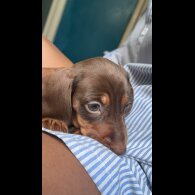 Dachshund (Standard &amp; Miniature) - Both