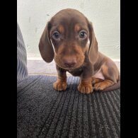 Dachshund (Standard &amp; Miniature) - Both