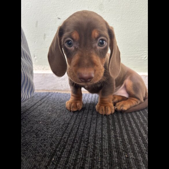 Dachshund (Standard &amp; Miniature) - Both