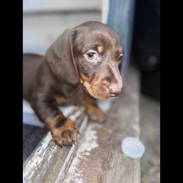 Dachshund (Standard &amp; Miniature) - Both
