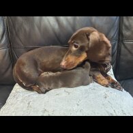 Dachshund (Standard &amp; Miniature) - Both
