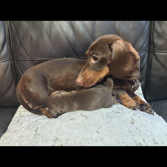 Dachshund (Standard &amp; Miniature) - Both