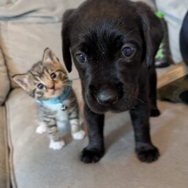 Mixed Breed - Both