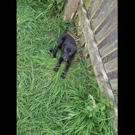 Lurcher - Bitches